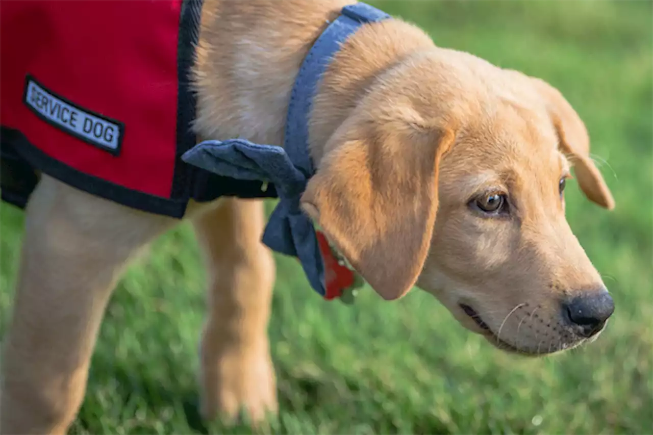 介助犬がPTSD症状を緩和する？ 興奮しにくい犬が効果的か | Forbes JAPAN（フォーブス ジャパン）