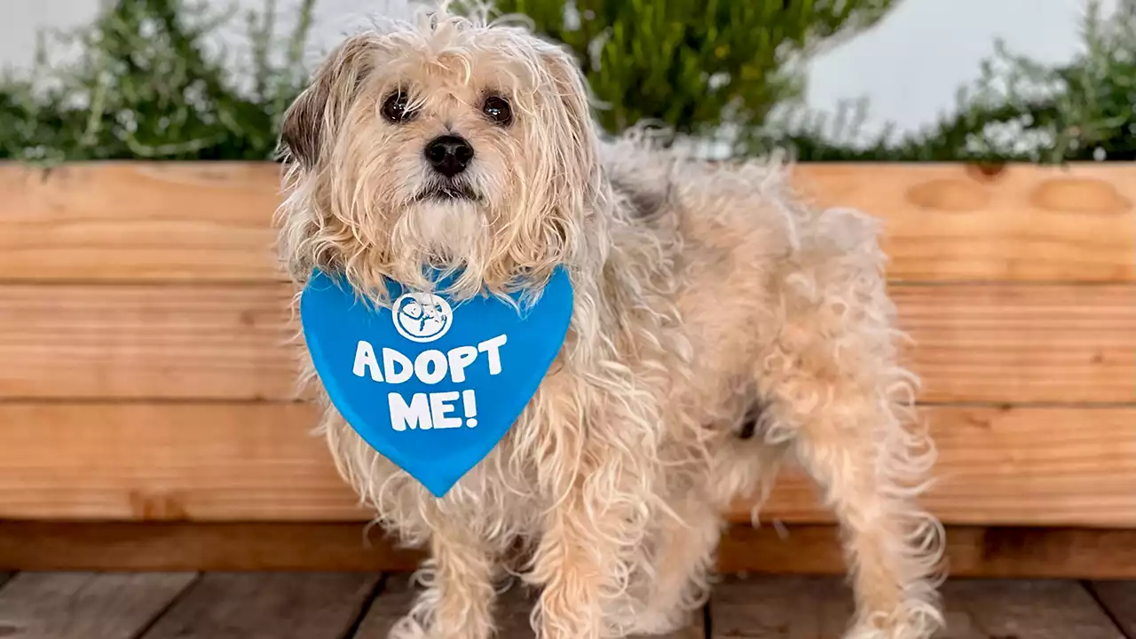 California dog rescue brings comfort to seniors as well as to their furry friends