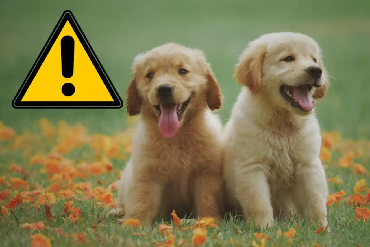 Pet owners warned of 'silent killer' affecting your dog this weekend