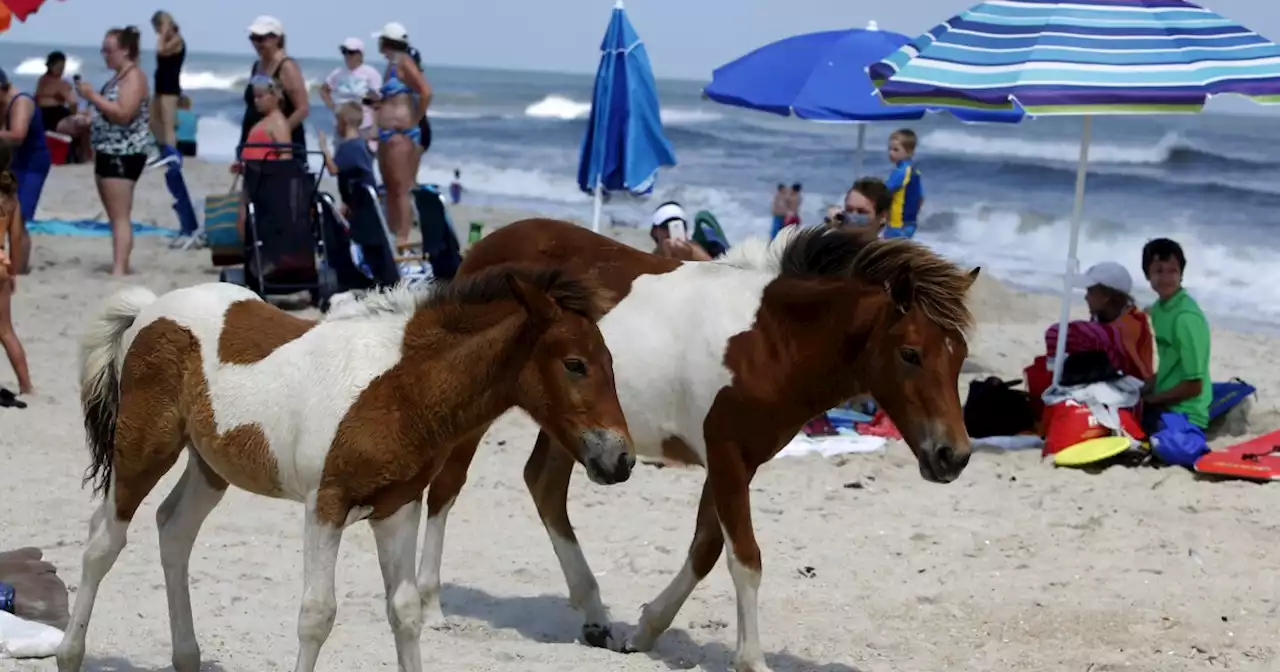 A fossilized tooth may help solve the mystery of the Chincoteague ponies