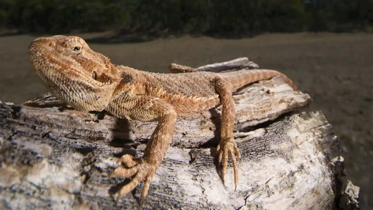 Why do animals love to bask in the sun? (Hint: It's not just to stay warm.)