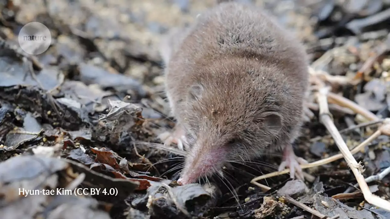 New ‘Langya’ virus identified in China: what scientists know so far