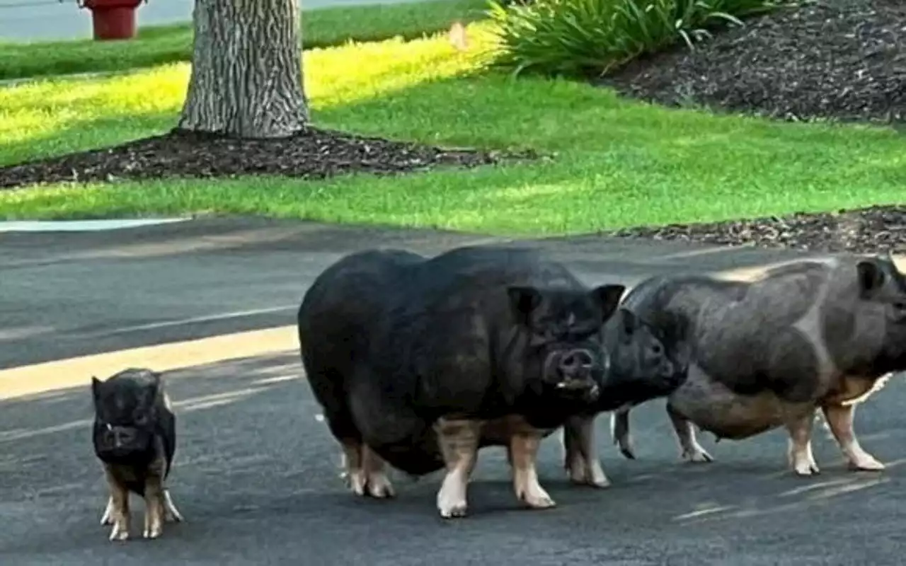 Loose Pigs Still Managing to Evade Capture in Chicago Suburb