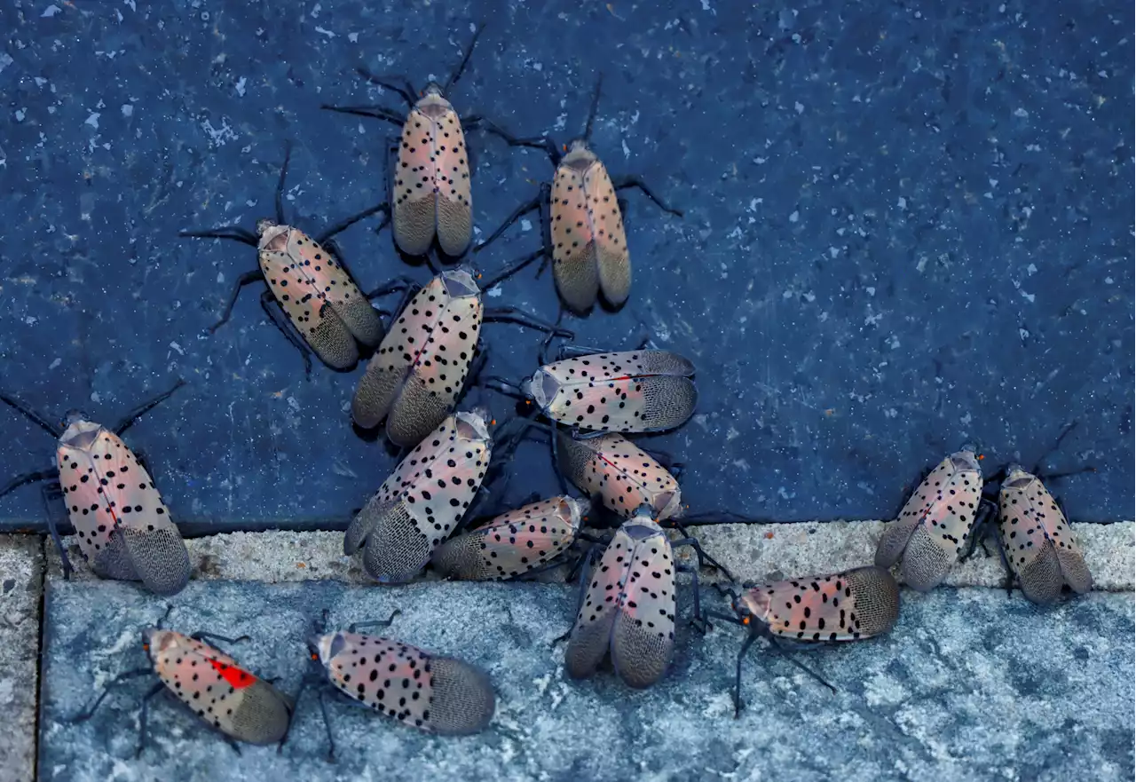 How to Kill a Spotted Lanternfly: It May Not Be as Easy as You Think