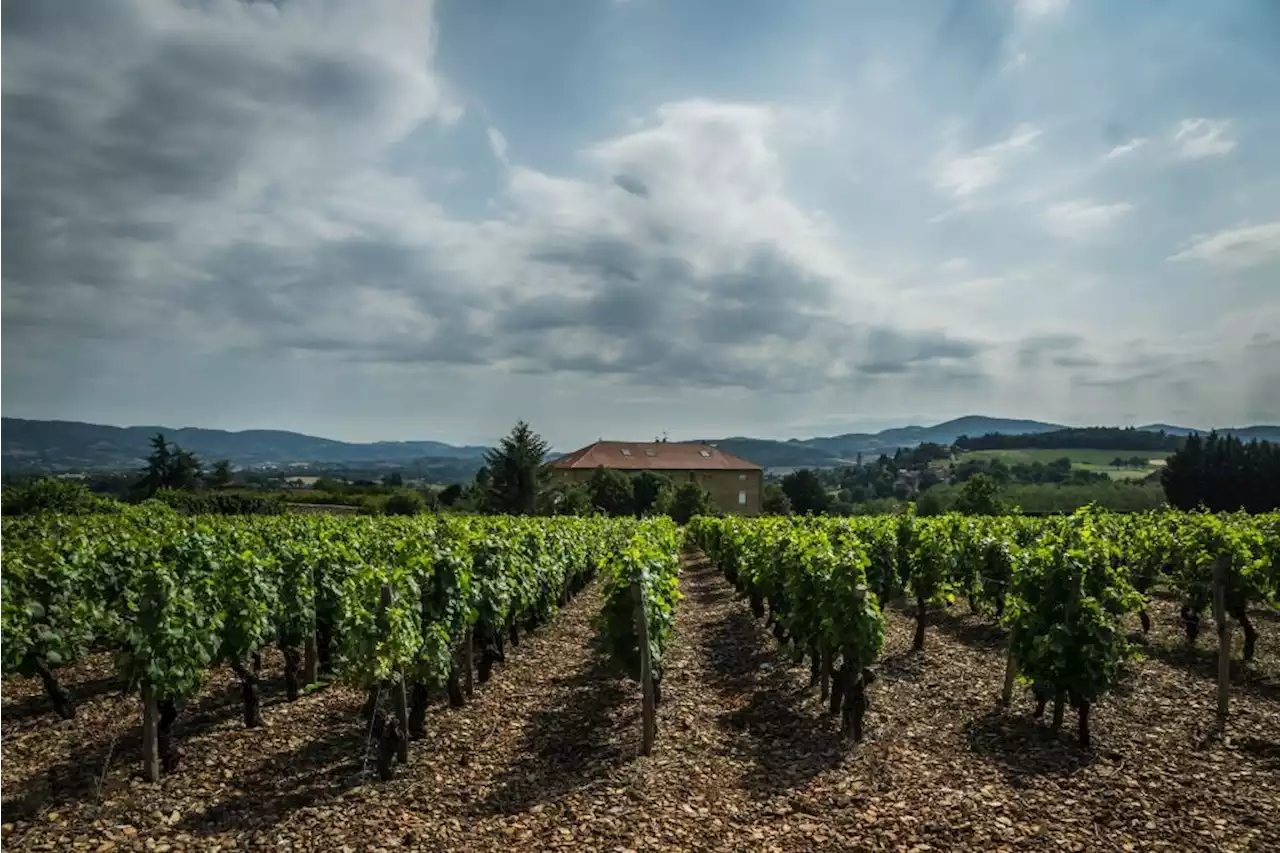 Premature harvests latest test for French winemakers | Fin24