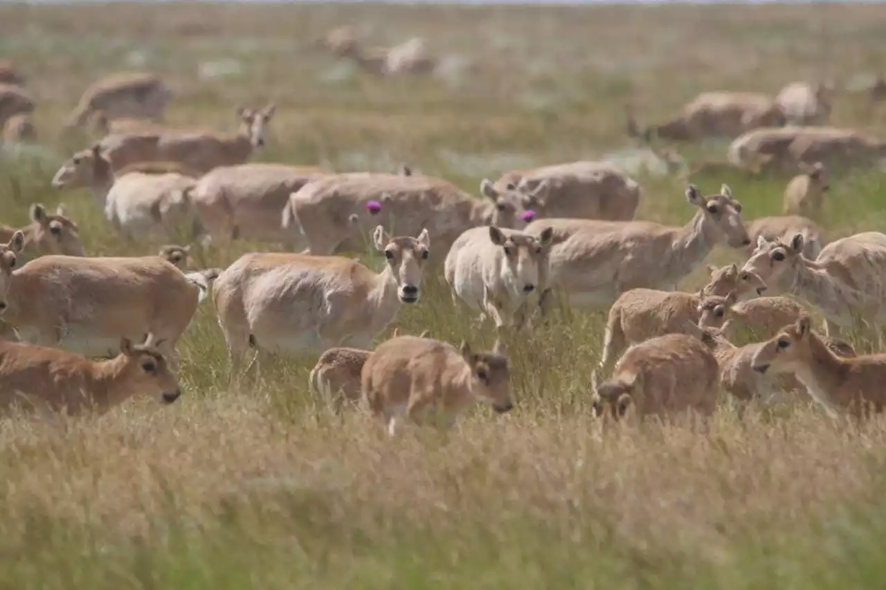 Saiga antelopes have increased 10-fold after mass die-off in 2015