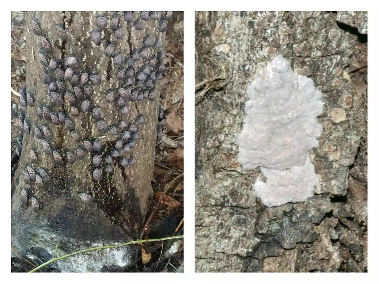 What do spotted lanternfly eggs look like? Here’s how to spot them before they hatch