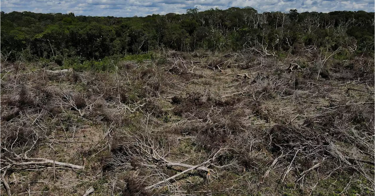 Deforestation in Brazil's Amazon through July hits a fresh record