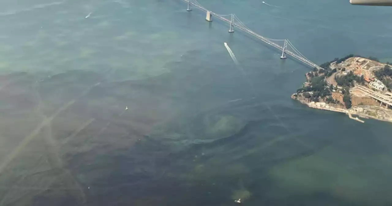 A harmful algal bloom is spreading in San Francisco Bay