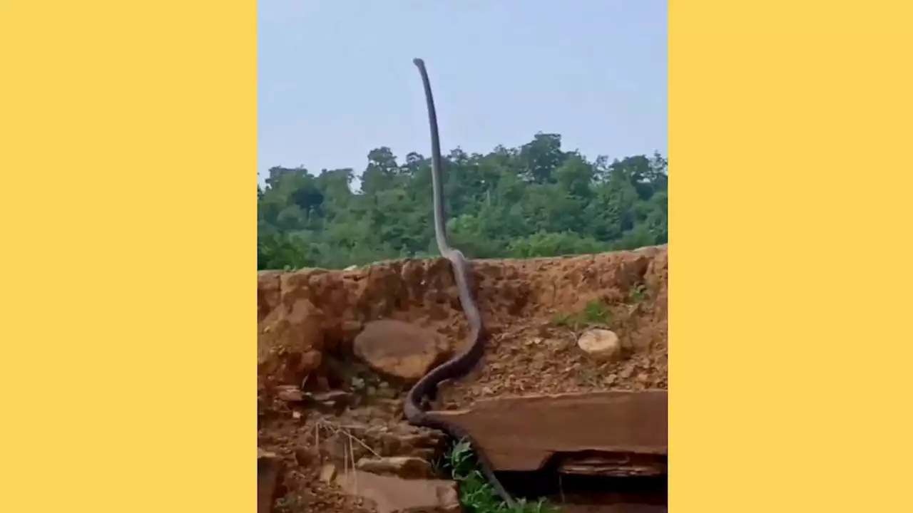 Does Video Show a 'Snake Standing Up,' Raising Its Head?