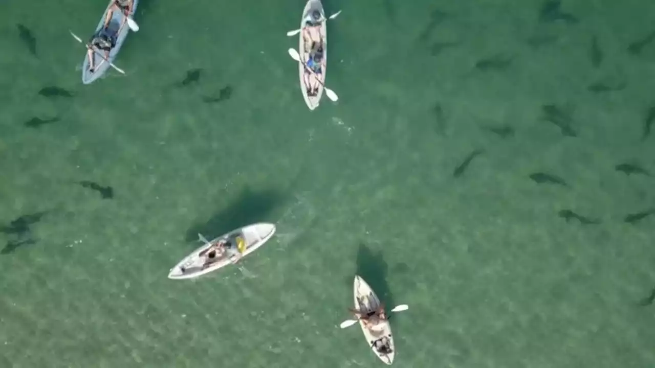 Dozens of sharks lurk near beach weeks after swimmer 'spat out' by predator