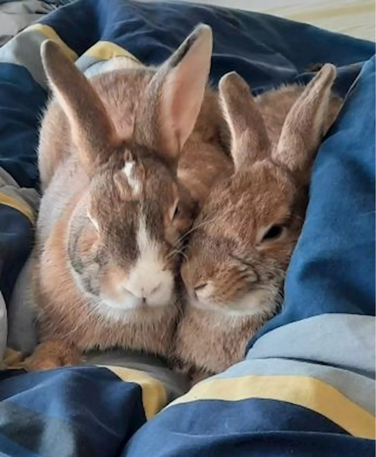 FOREVER FRIEND: Two bonded bunnies will 'keep you entertained'