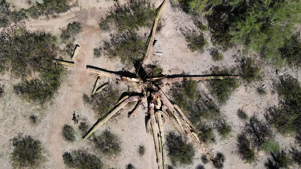 Requiem for a saguaro named Strong-Arm