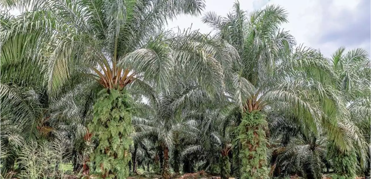 Buruh asing tiada, buah sawit busuk di pokok