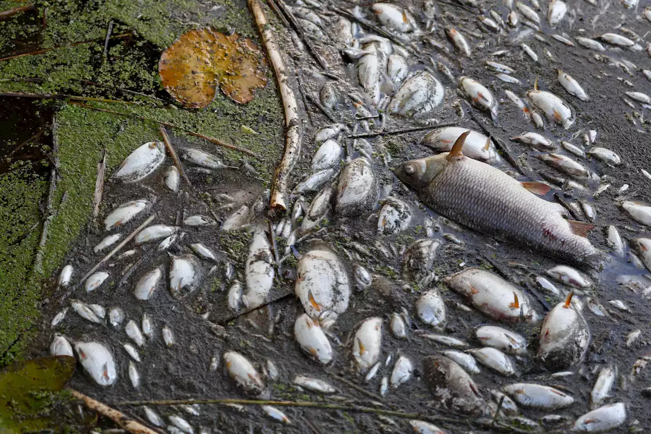 Poland deploys troops as dead fish pile up on river bank in toxic disaster