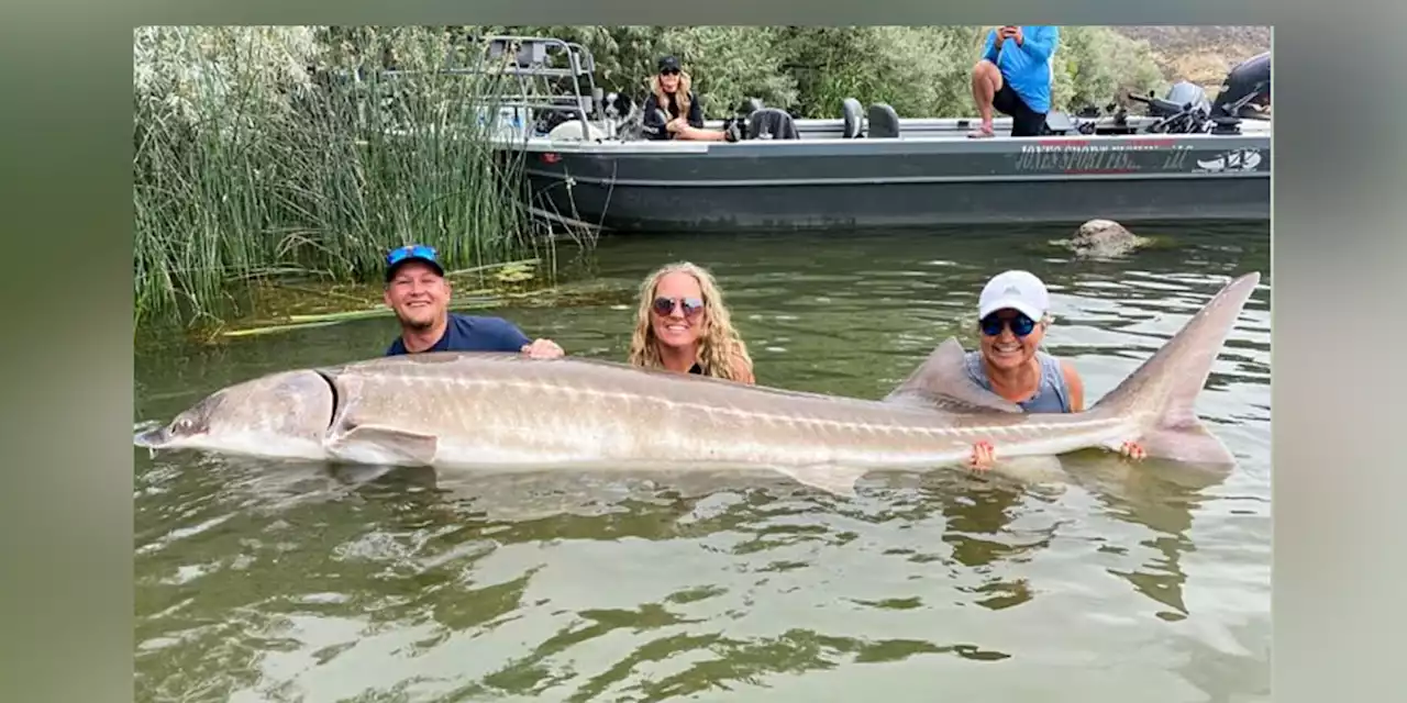 Whoa! Man sets state record with catching 10-foot white sturgeon, officials say