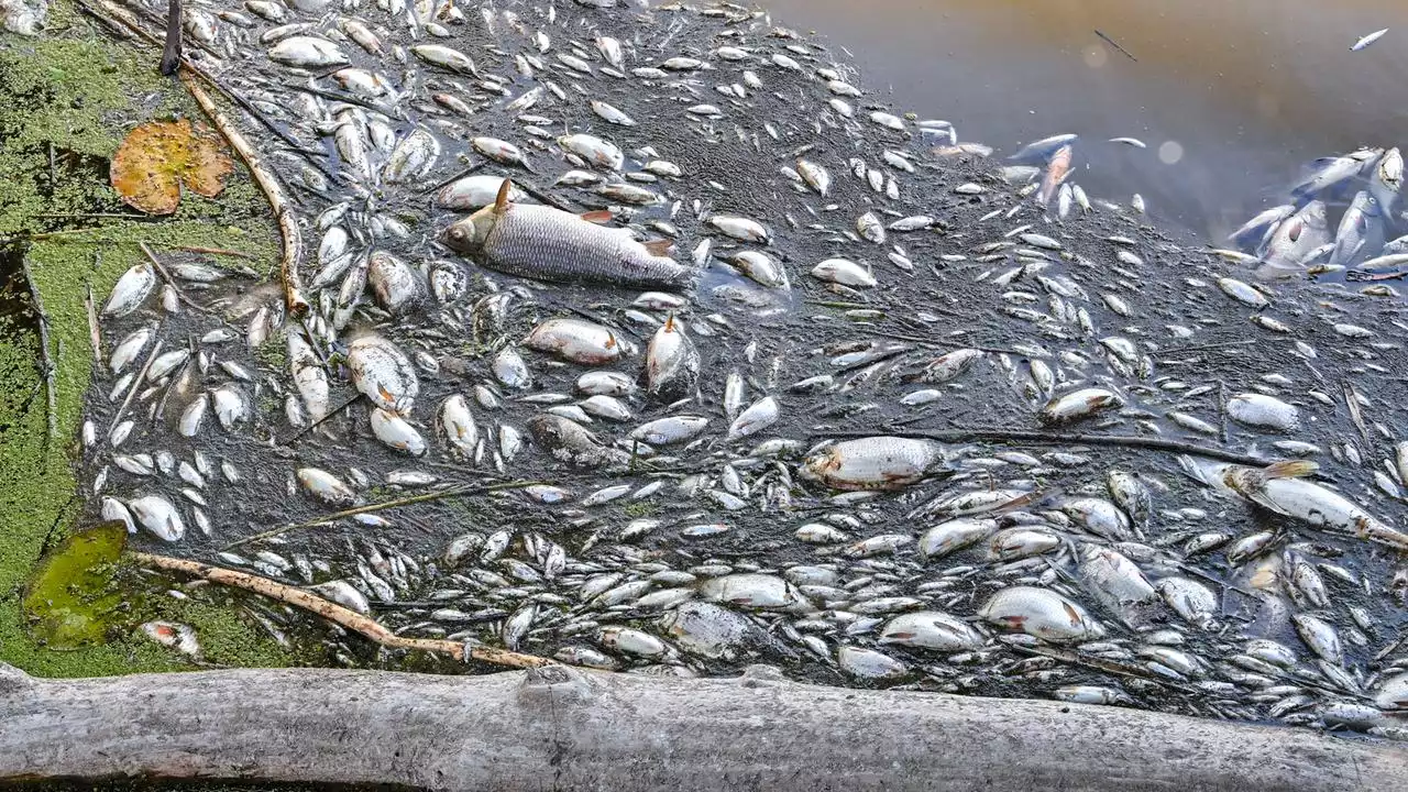 Brandenburg: Oder-Fischsterben hat wohl mehrere Ursachen