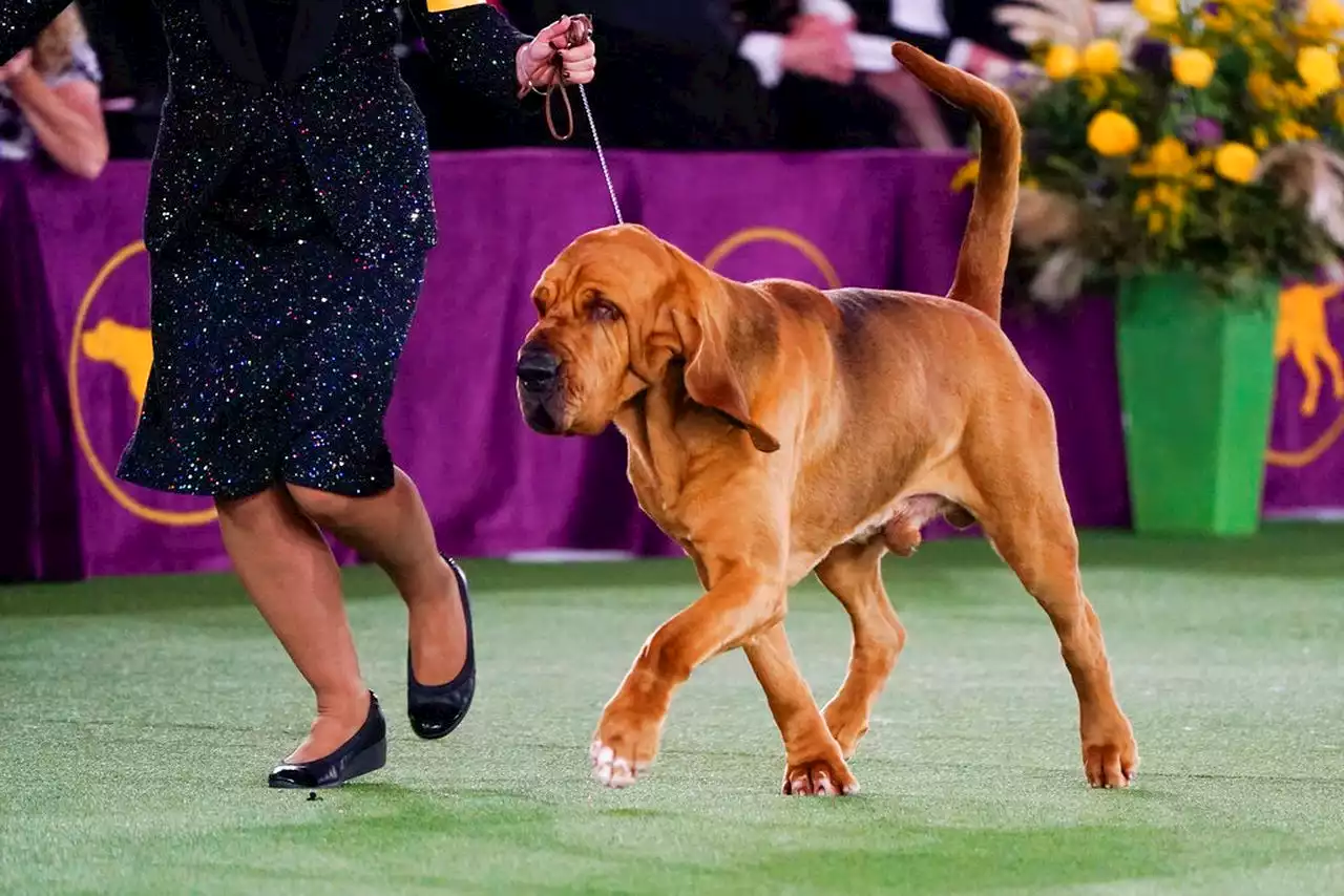 Most popular dog name and most popular dog breed in Alabama