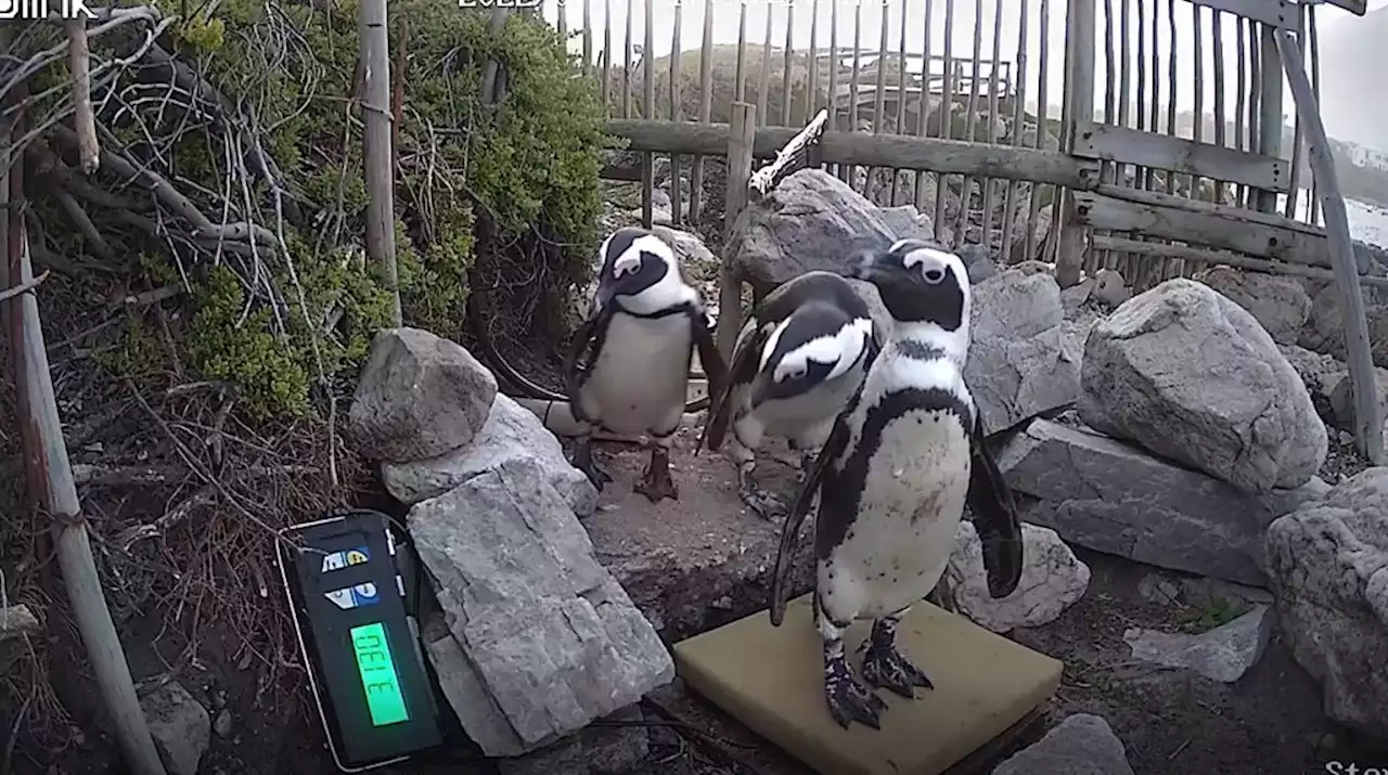 SA scientists are using real-time weighbridges to tackle declining penguin numbers – here's why | Businessinsider