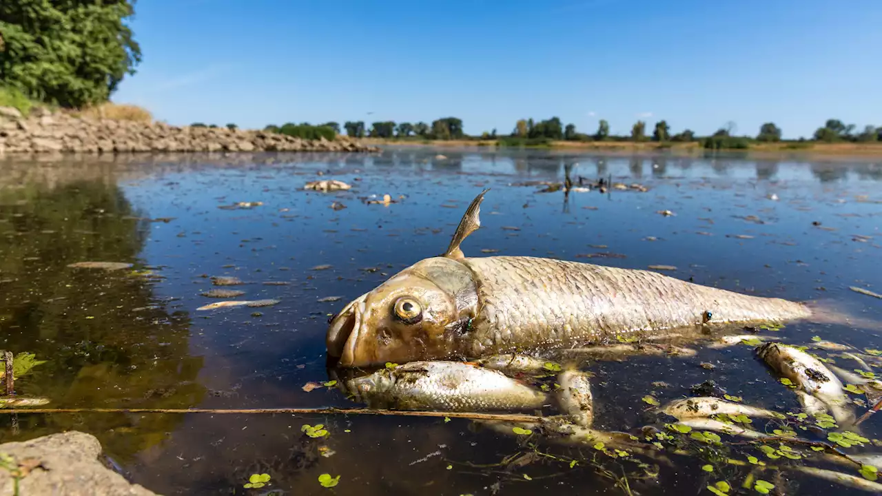 Fischsterben in der Oder: Jetzt bessere Zusammenarbeit mit Polen?