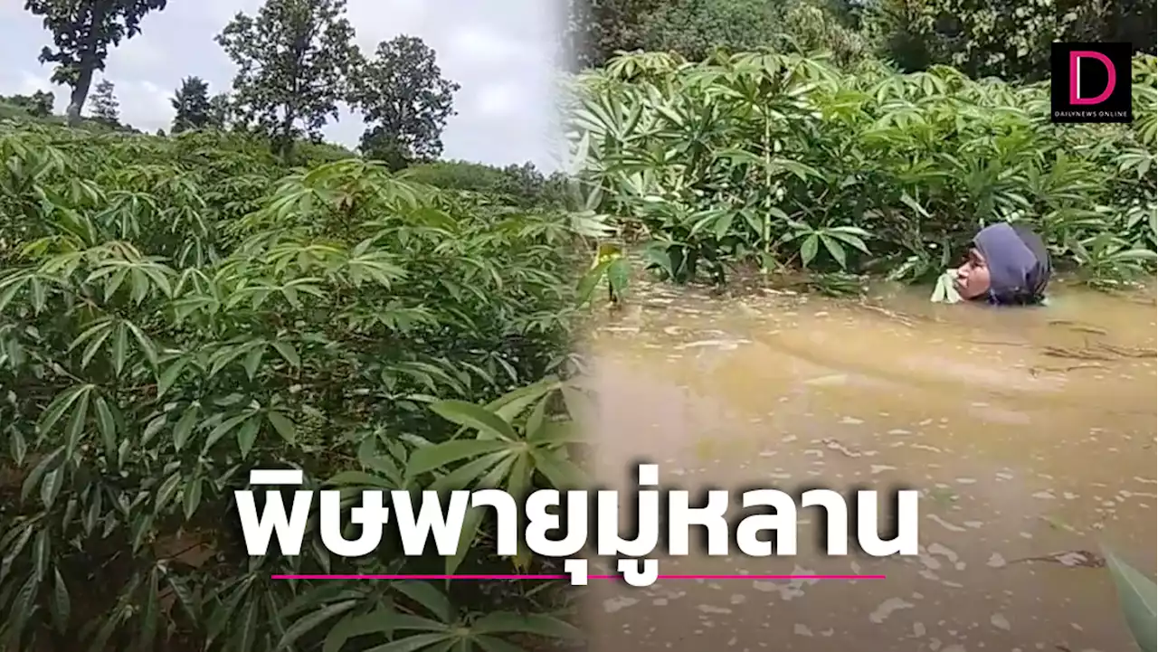 เกษตรกรโอด! ‘พายุมู่หลาน’ถล่ม ‘ไร่มันสำปะหลัง’เสียหาย | เดลินิวส์