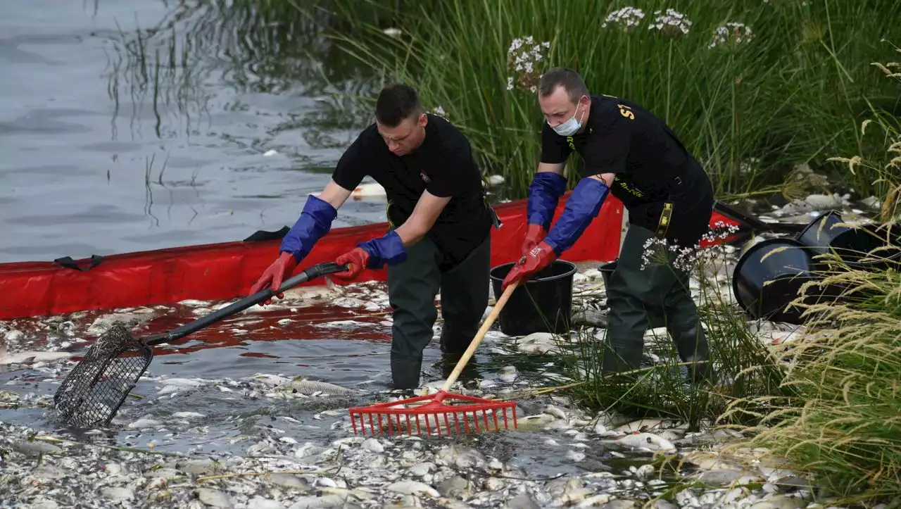 Fischsterben in der Oder: Polen schließt Schwermetalle als Ursache aus