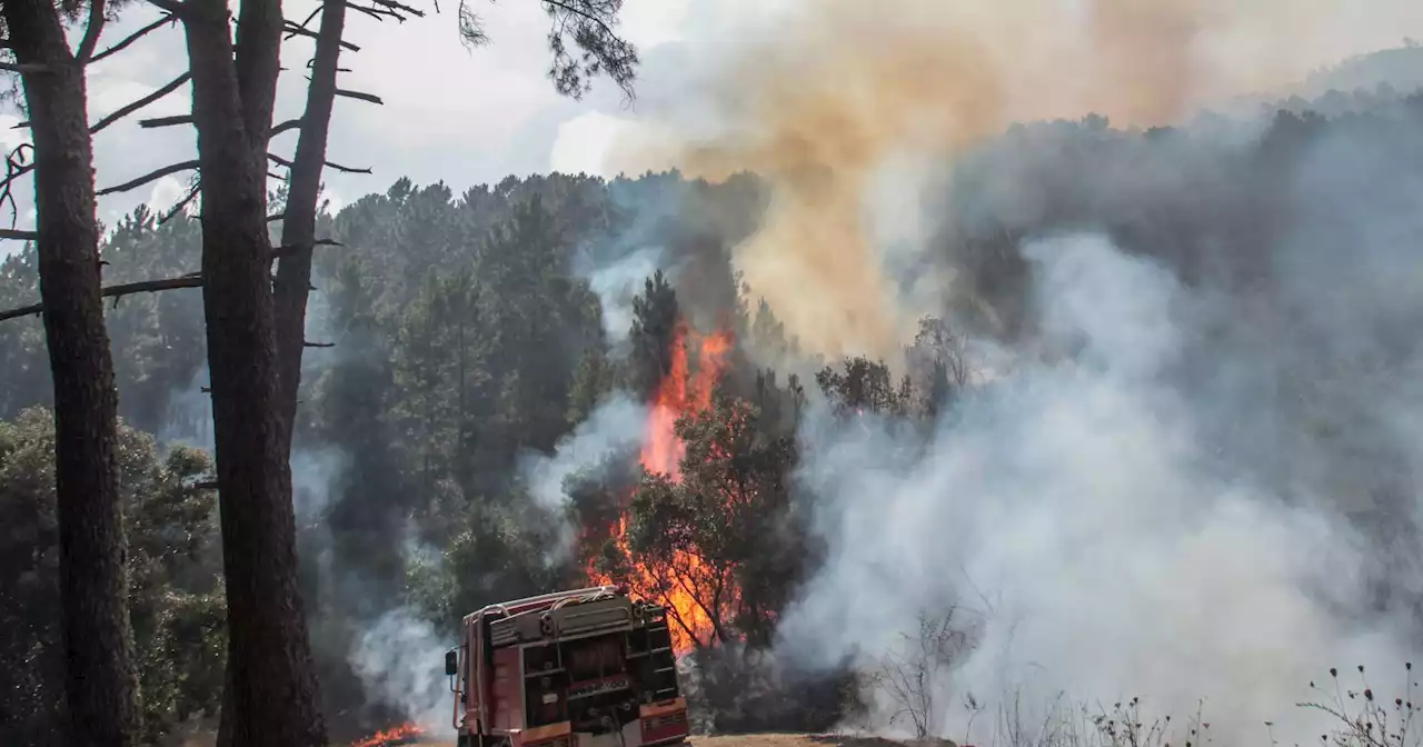 Mais de 250 operacionais combatem fogos com 'muita violência' em Tomar e Abrantes