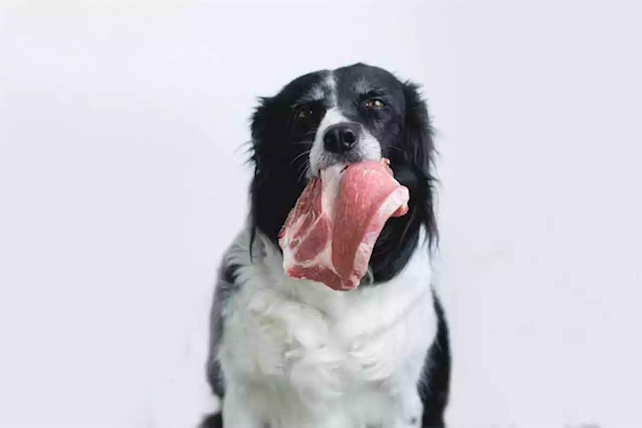 「犬に生肉」、薬剤耐性菌問題を悪化させるおそれ | Forbes JAPAN（フォーブス ジャパン）