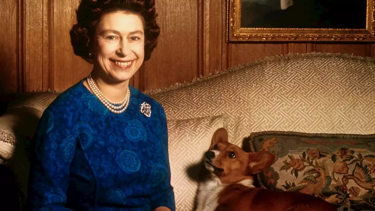 Don't Insult Queen Elizabeth's Corgis