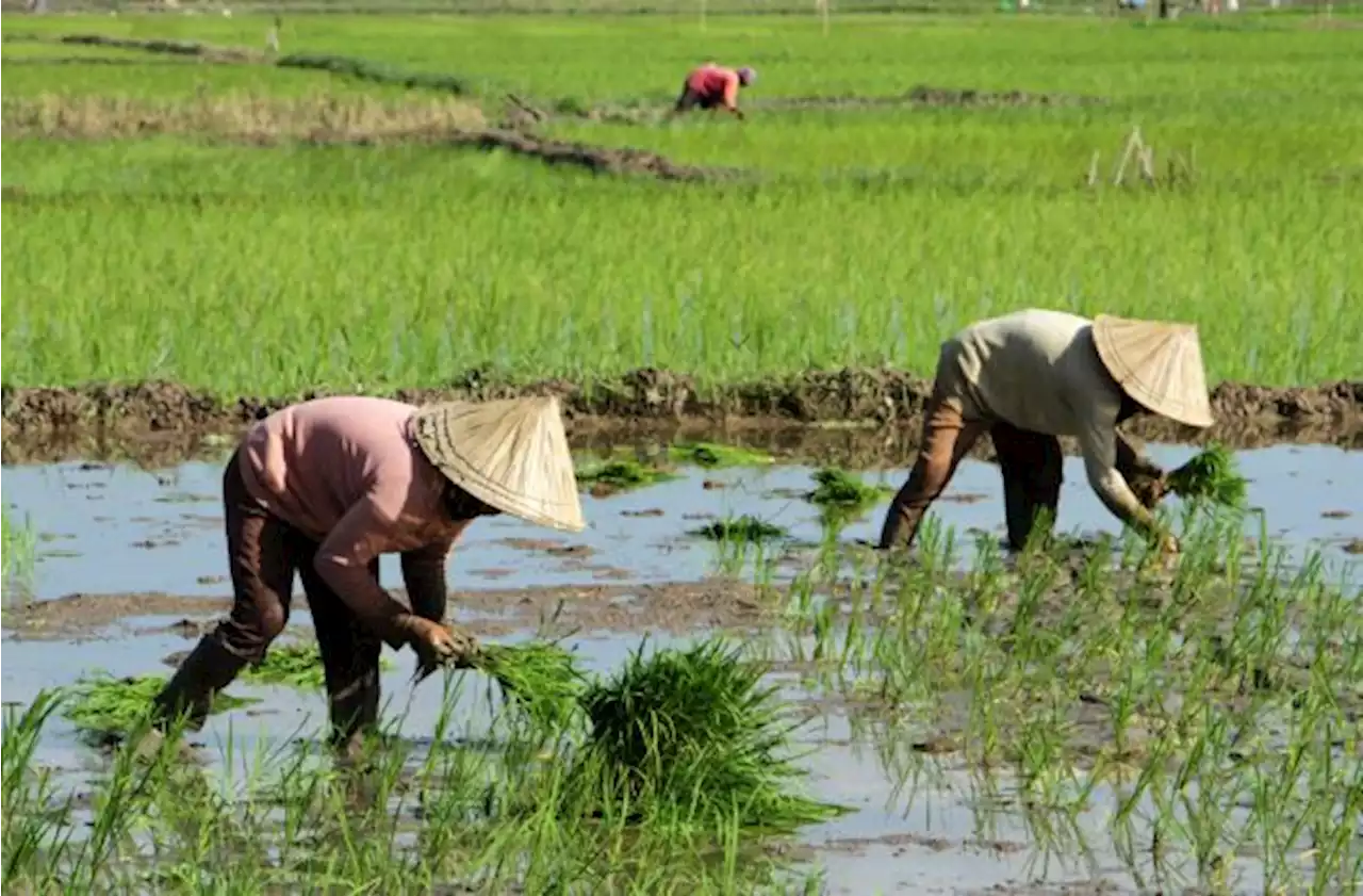 RI Capai Swasembada Beras, FAO Ucapkan Selamat