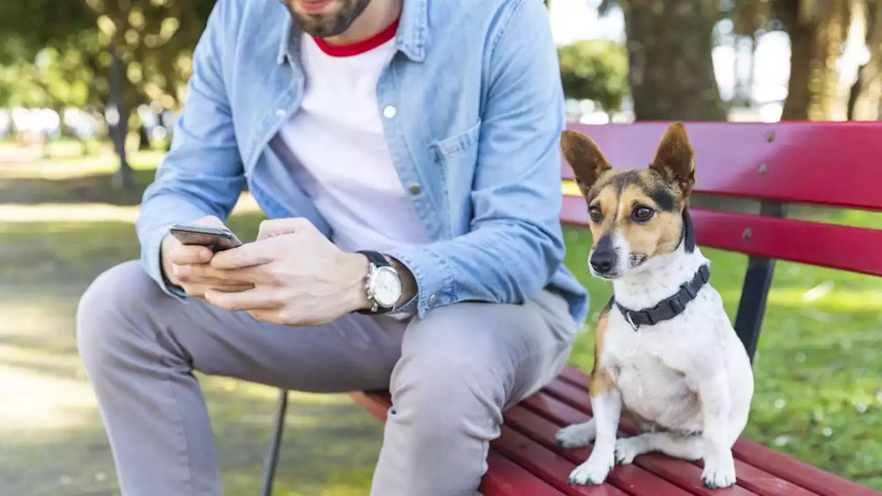 Hund darf nicht auf Parkbank sitzen – Herrchen droht Strafe