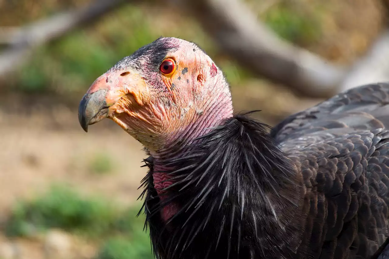 California Condor Conservation Program Celebrating 40 Years at San Diego Zoo Safari Park