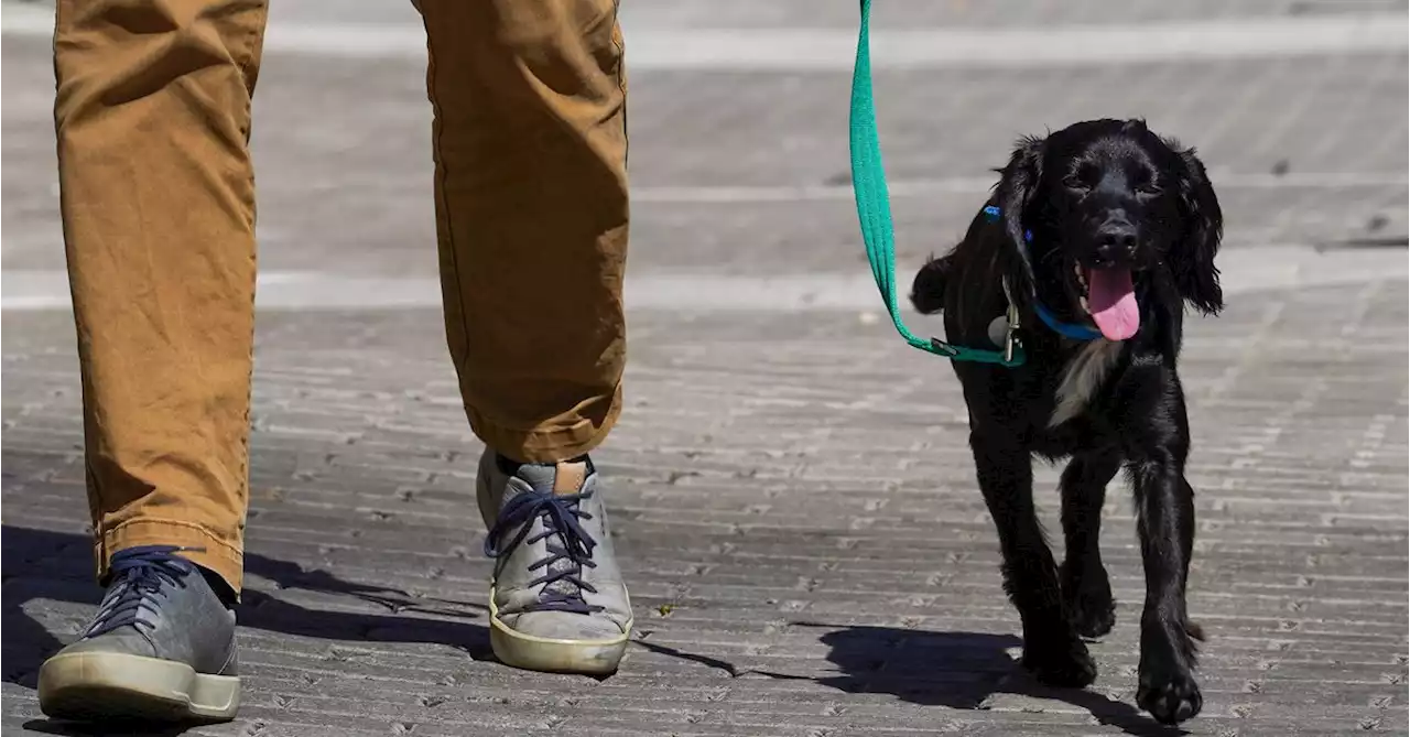 Cash-strapped Britons give up pets as living costs soar