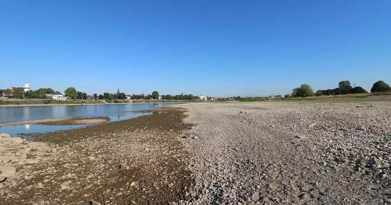 Ein Spaziergang durch die rostige Trübnis: Wie uns der Rhein abhanden kommt