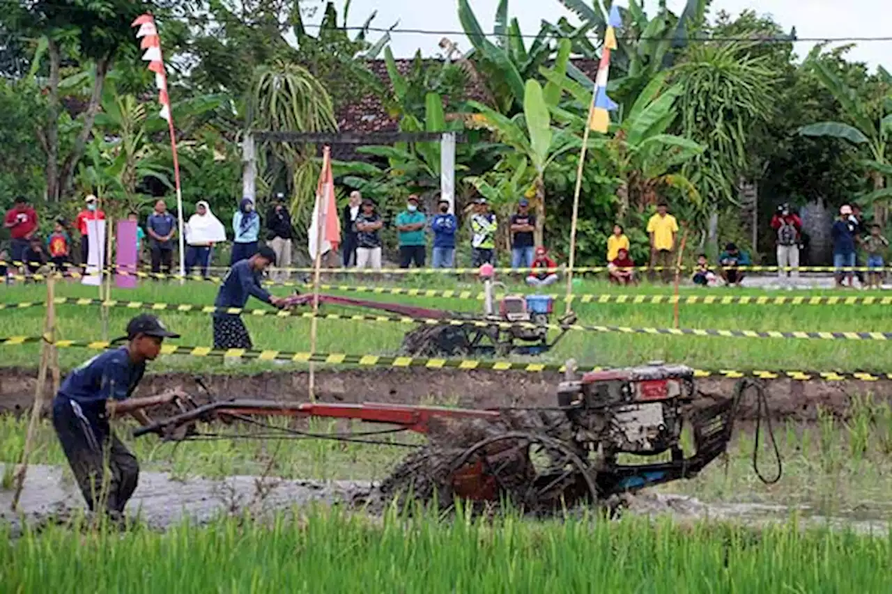 Seru! Begini Momen Adu Cepat Lomba Balap Traktor di Kebonarum Klaten