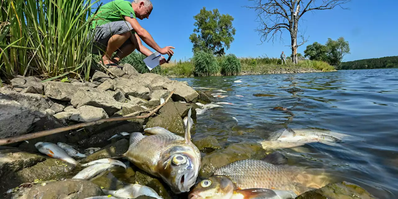 Tonnenweise tote Fische im Grenzfluss: Es stinkt an der Oder