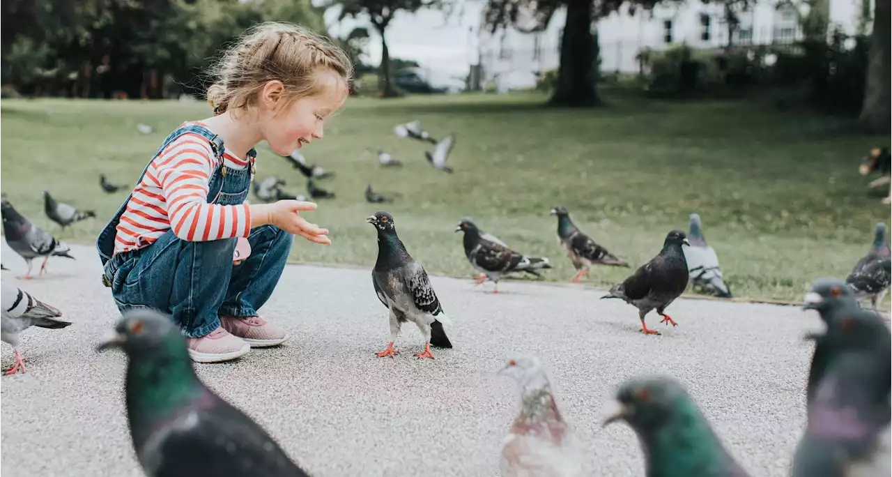 Pigeons should be defended, not treated with disdain