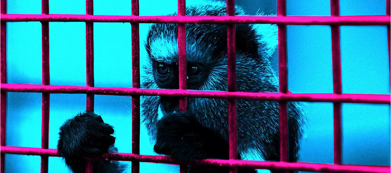 BORN TO BE WILD: Who is profiting from the unregulated exotic animal trade?