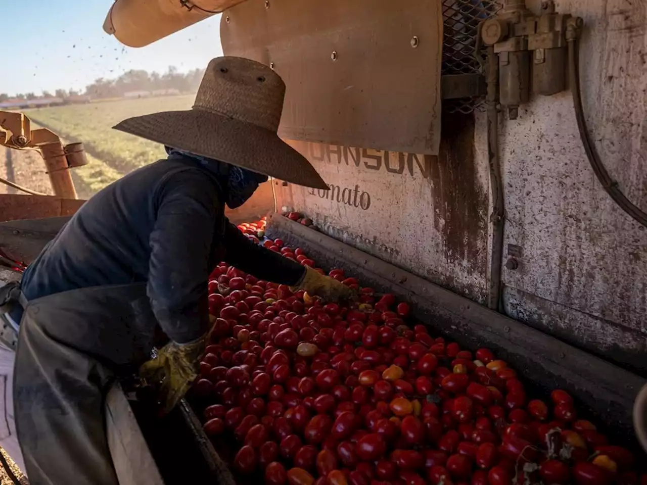 Spaghetti sauce, salsa under threat as water crisis slams tomatoes