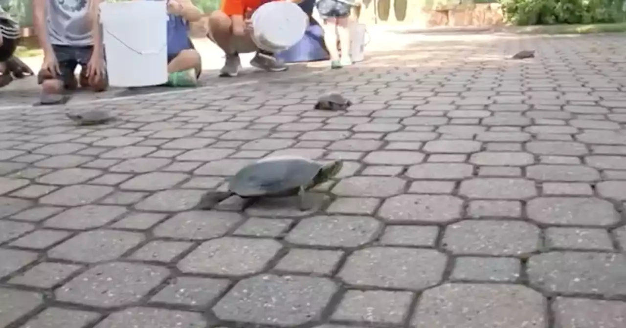 Unique sport of turtle racing attracts people to small Minnesota town