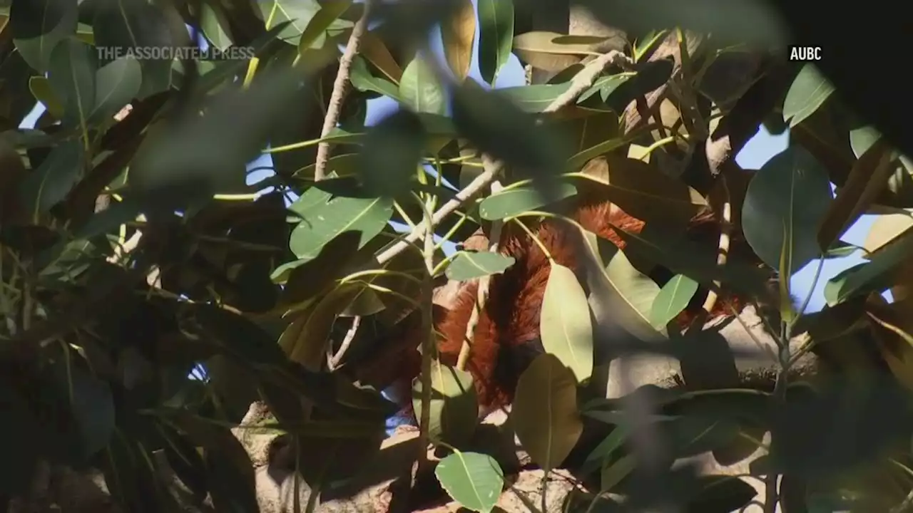 Red panda escapes Australian zoo, found 2 days later in nearby fig tree: Video