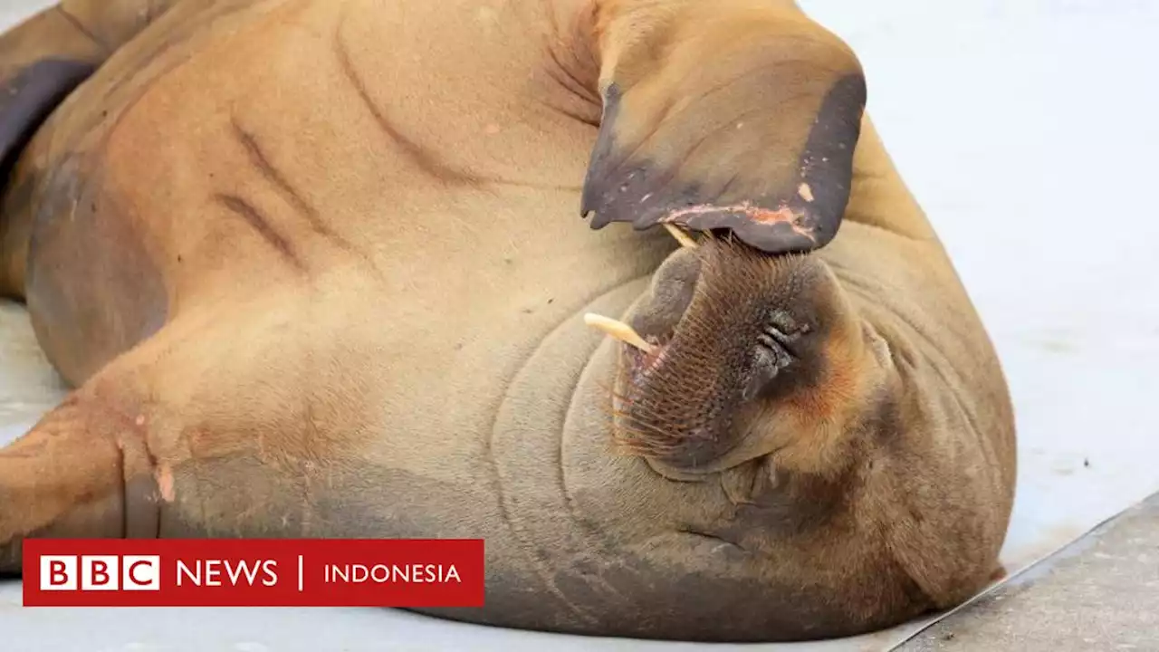 Walrus Freya yang jadi atraksi di Oslo disuntik mati ‘untuk keselamatan publik’ - BBC News Indonesia