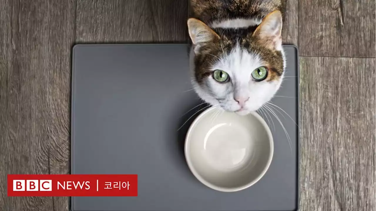 우린 왜 고양이를 까칠하다고 생각할까? - BBC News 코리아