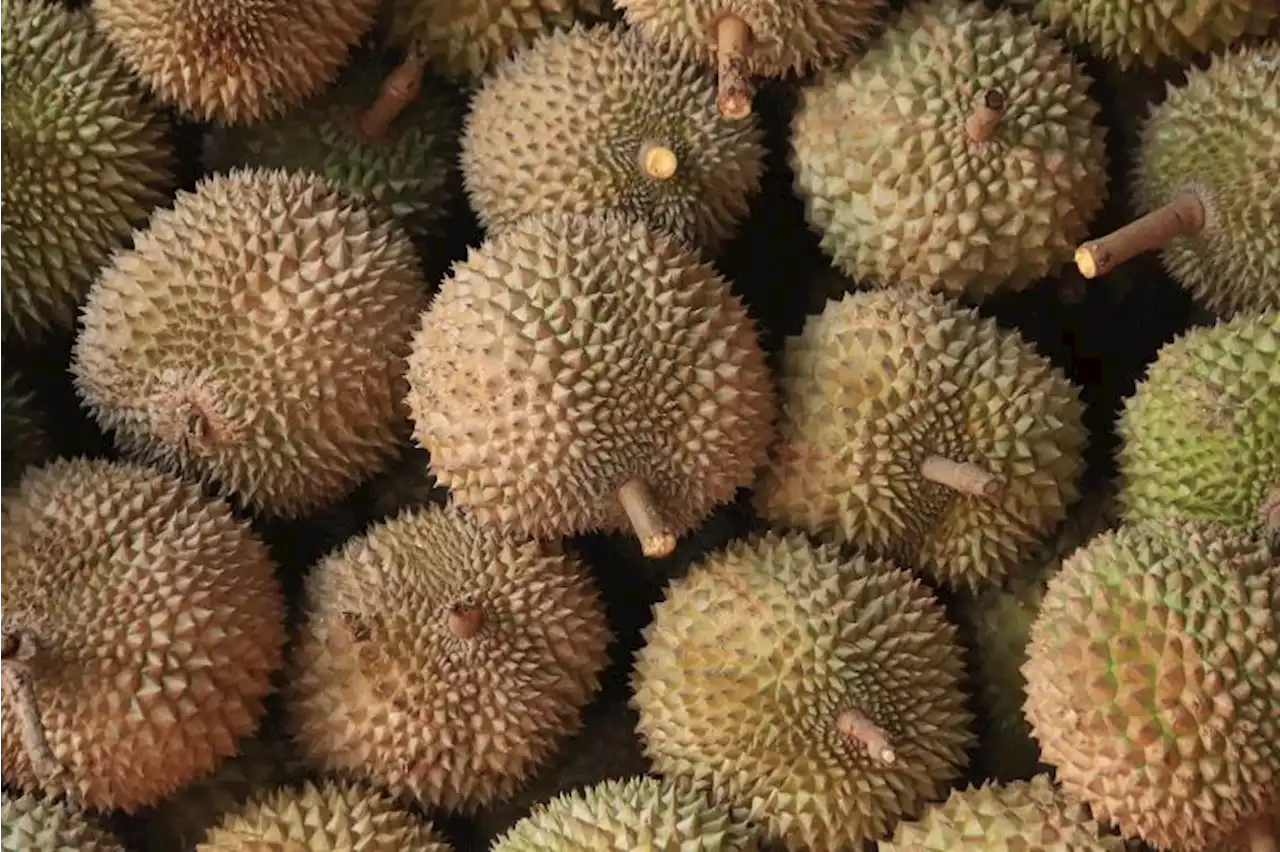 Davao City brings back Durian fest - BusinessMirror