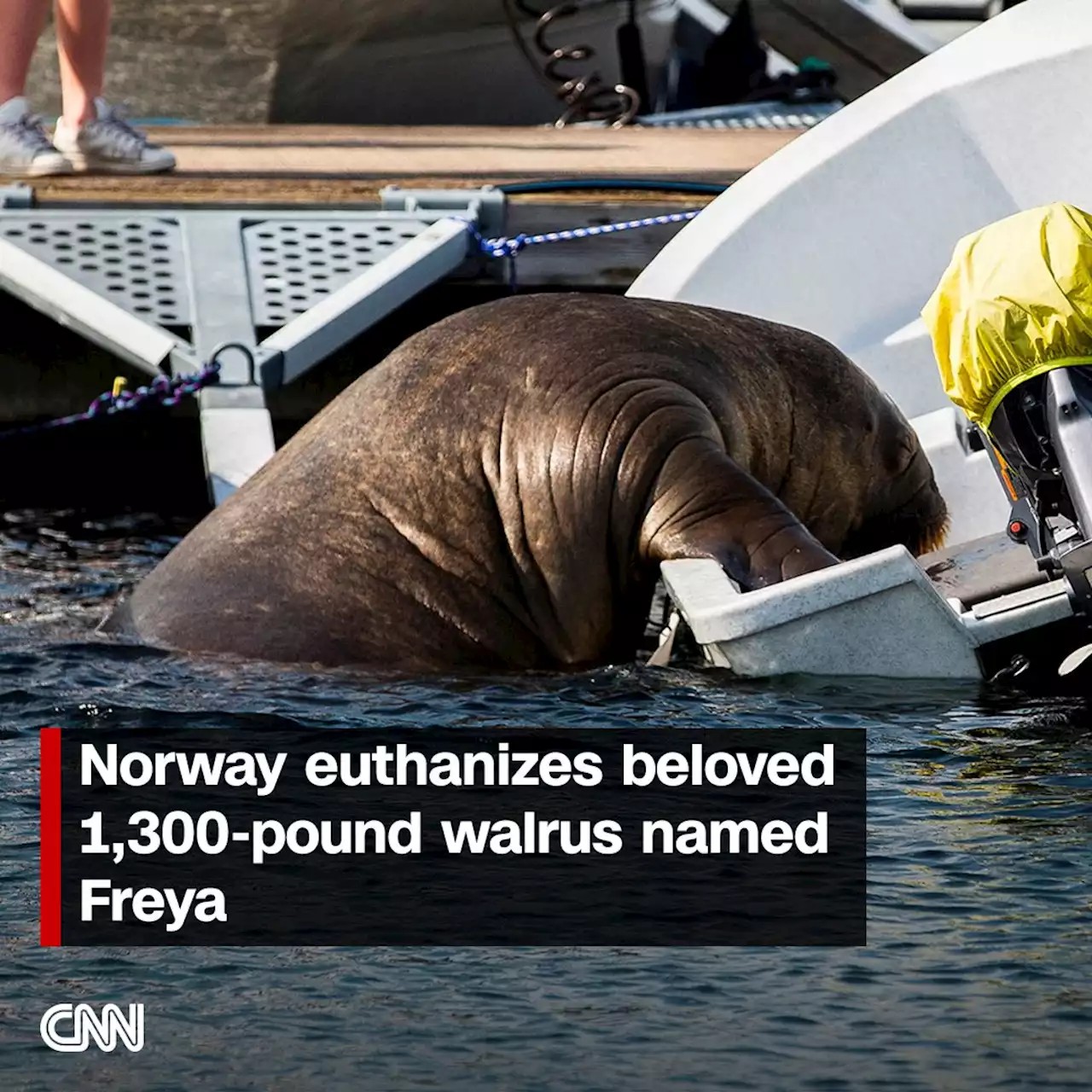 Norway euthanizes beloved 1,300-pound walrus named Freya