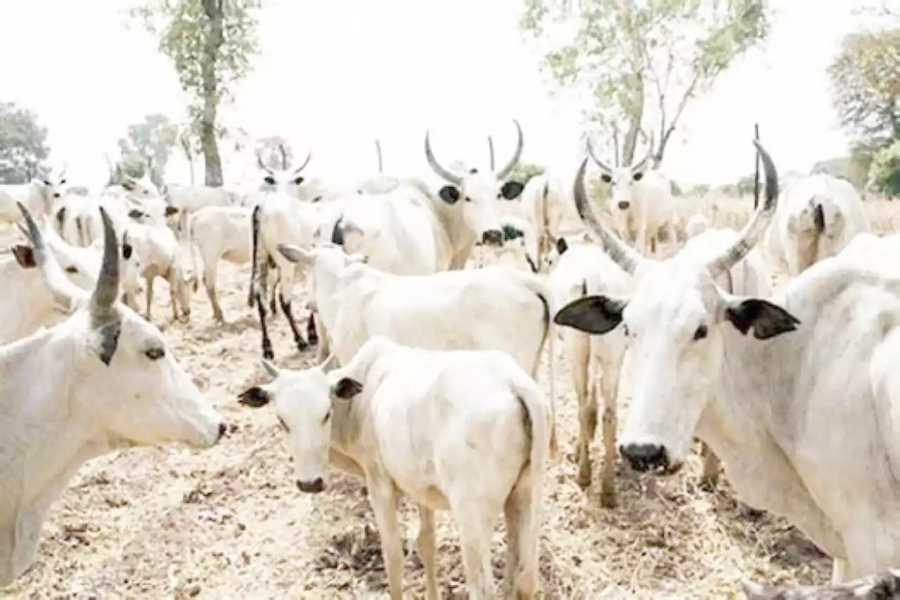 We lost 9 members, 450 cows in clash with OPC in Kwara - Cattle Dealers