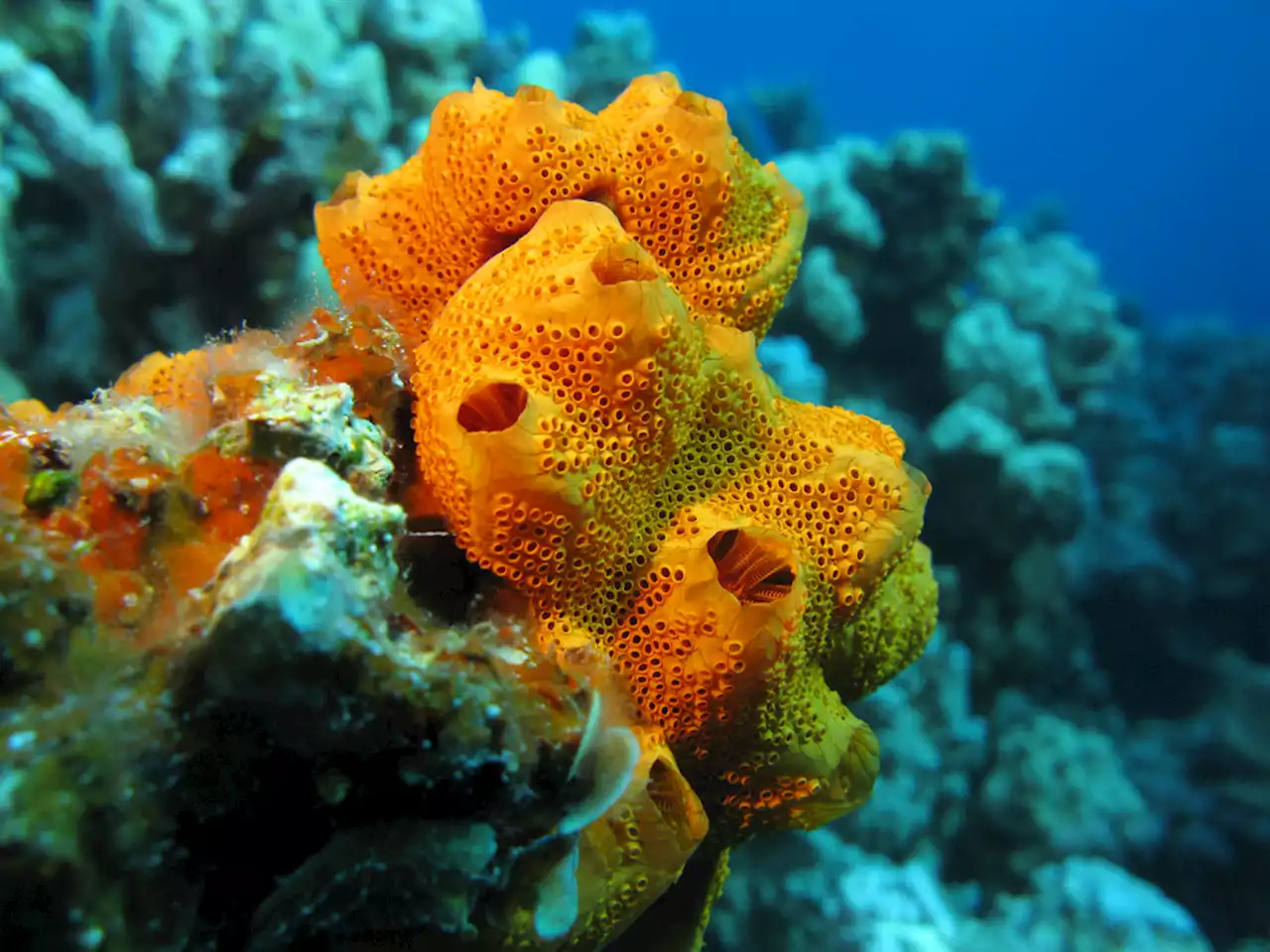 Sponges Sneeze To Clear Out Filters