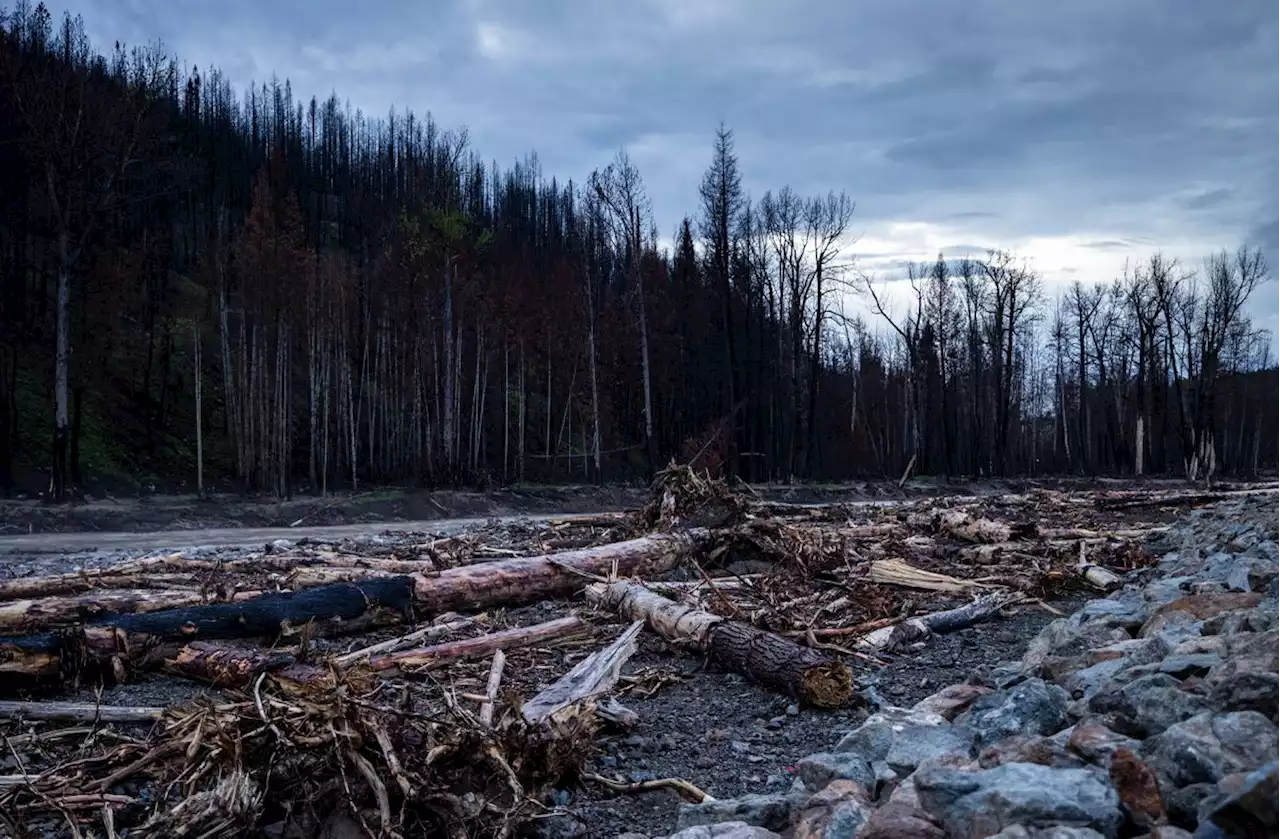Globe editorial: Plant a tree to slow global warming? If only it were so simple