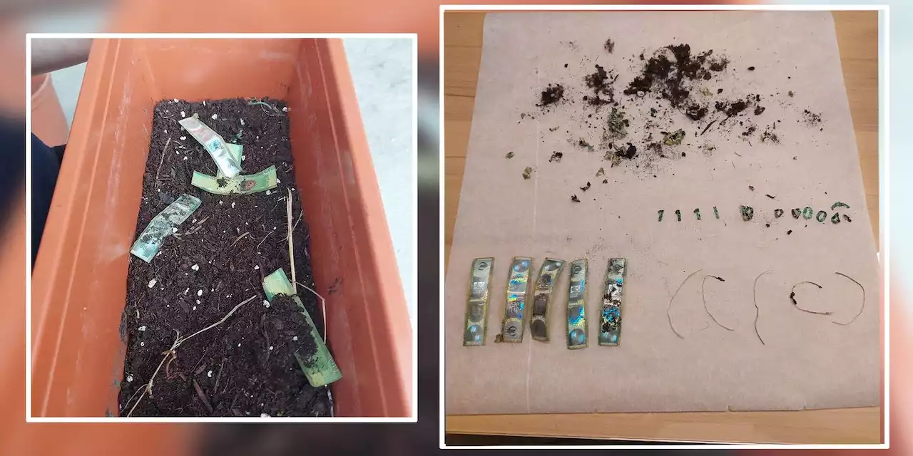 Hochzeitsgeschenk in Beet versteckt – 500 € verfault