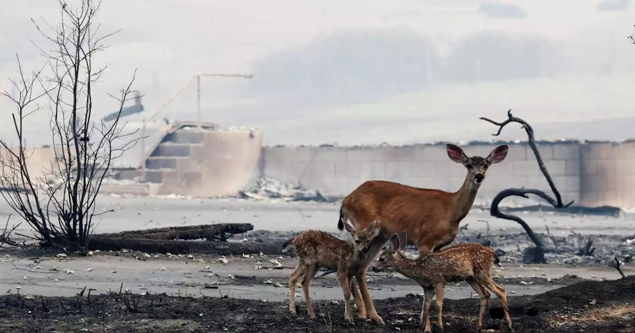 Firefighters continue to battle Northern California wildfires amid hot, dry conditions